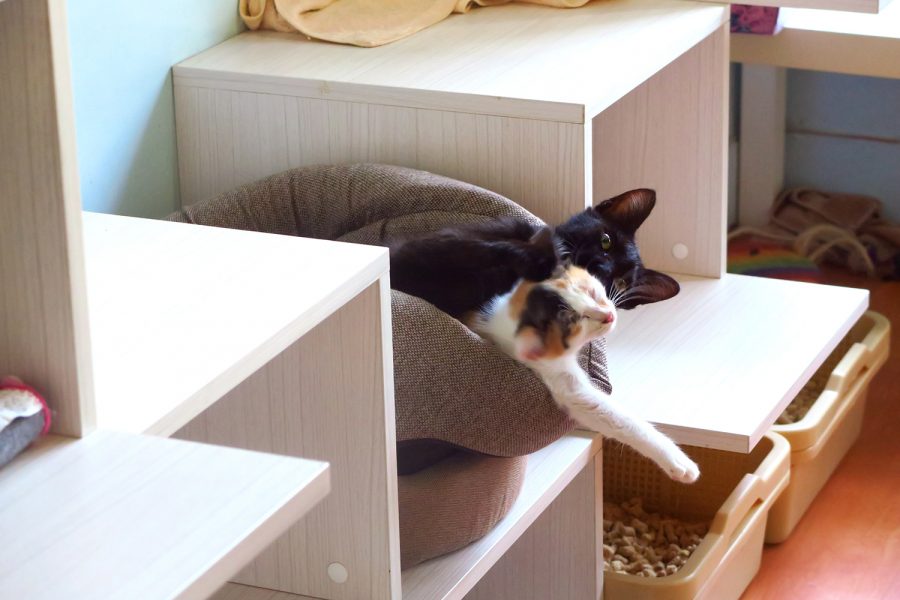 [臺北美食推薦] 讀貓園貓咪中途咖啡，店貓們都很黏人的貓主題餐廳！